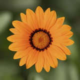 Газанія Frosty Kiss F1 Orange pro-gazfrokisf1ora-1000 фото