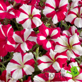 Петунiя Celebrity F1 Rose Star pro-CelebrityRosStar-500s фото