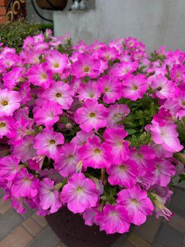 Петунія Opera Supreme F1 Pink Morn OperaSupremePinkMorn фото
