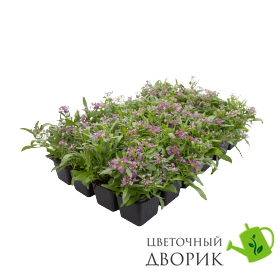 Алиссум Wonderland Blue WonderlandBlue фото