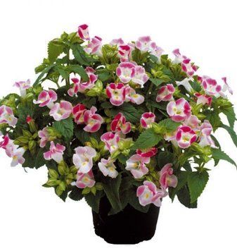 Торения Little Kiss F1 Rose Picotee pro-LittleKissRosePicotee-1000 фото