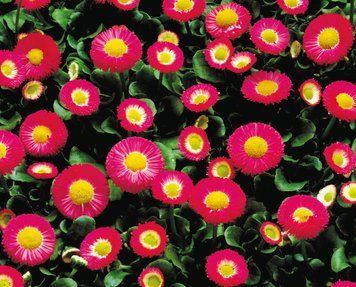 Маргаритка Galaxy Rose pro-margalros-1000 фото