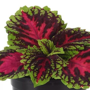 Колеус Kong JR Rose kolkonjrros-5 фото