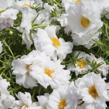 Портулак Sun Daze White pro-SunDazeWhite-1000dr фото