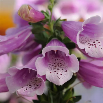 Наперстянка Dalmatian Rose pro-napdalros-500 фото