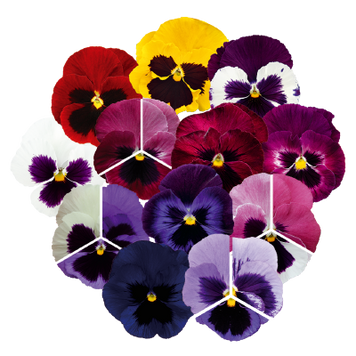 Віола Inspire DeluXXe F1 Blotch Mix InspireDeluXXeBlotchMix фото