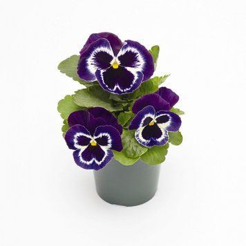 Вiола Inspire Plus F1 Violet Face pro-InspirePlusVioletF-500 фото