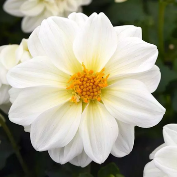Георгина Figaro White FigaroWhite фото