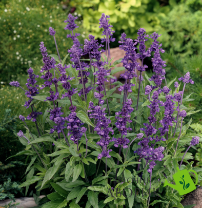 Сальвія Evolution Violet pro-EvolutionViolet-1000 фото
