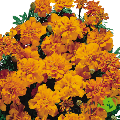 Тагетес Safari Tangerine pro-SafariTangerine-1000 фото
