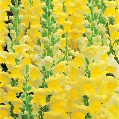 Ротики садові Overture II Yellow pro-lvizevoveiiyel-1000 фото