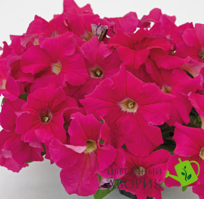 Петуния Success!360 F1 Deep Pink pro-petsucf1deepin-500dr фото