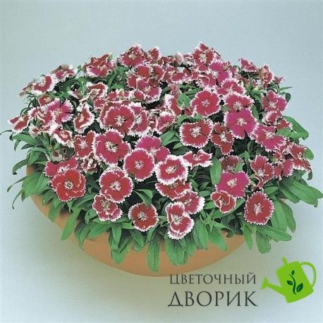 Гвоздика Floral Lace Picotee pro-gvoflolacpic-1000dr фото