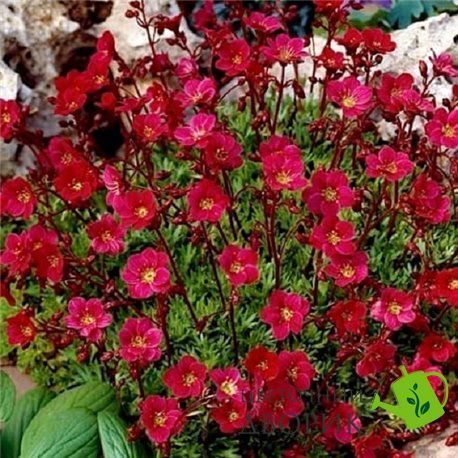 Камнеломка Highlander Red pro-kamhigred-1000 фото