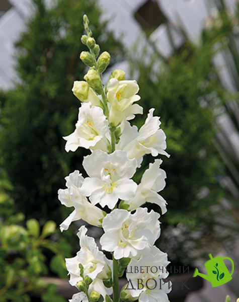 Ротики садові Twinny F1 White pro-lvizevtwif1whi-1000 фото