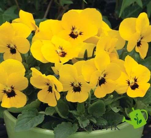 Вiола рогатая Penny F1 Yellow Blotch PennyYellowBlotch фото