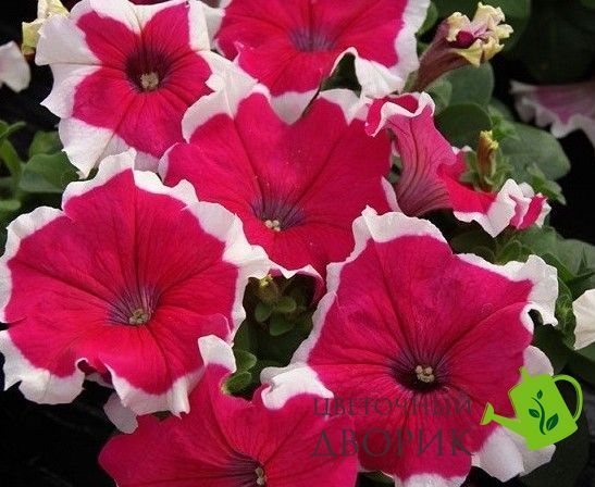 Петунiя Limbo F1 Rose Picotee LimboRosePicotee фото