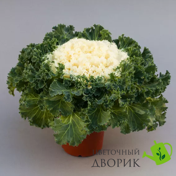 Капуста Bright and Early White pro-BrightandEarlyWhite-1000 фото