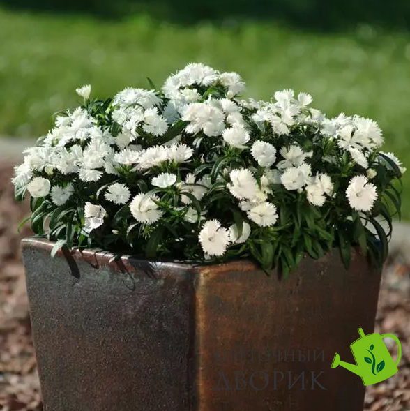 Гвоздика китайска Ideal Select White pro-IdealSelectWhite-1000 фото