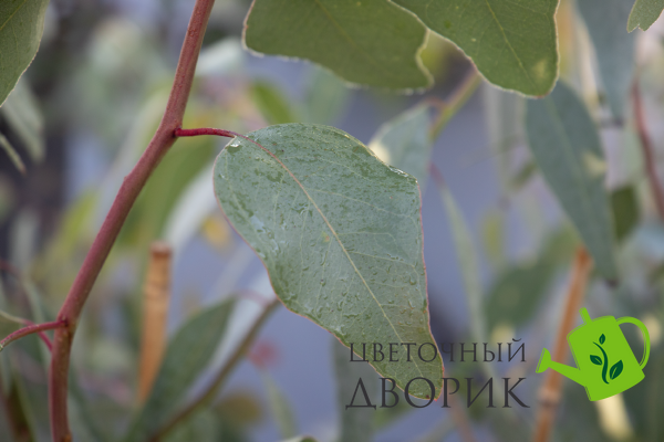 Евкаліпт Murray  pro-murray1000 фото