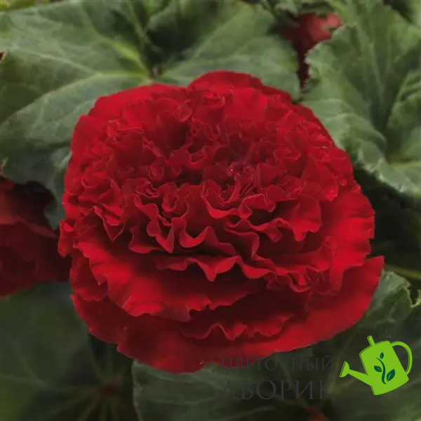 Бегонія Marquee Red New2027 MarqueeRed -5 фото