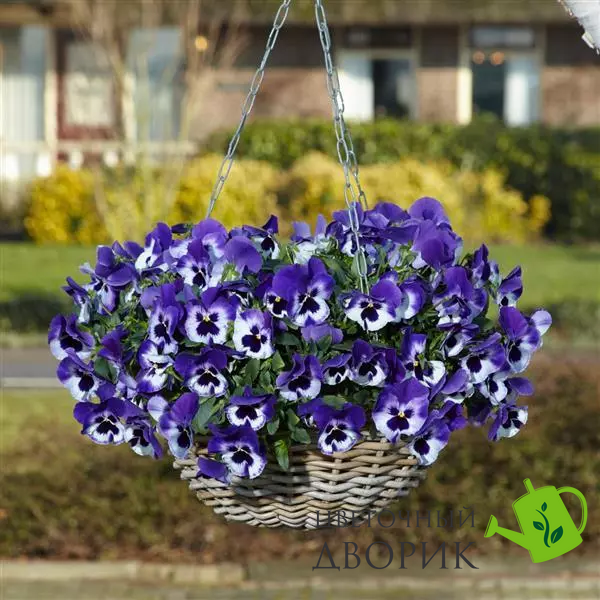Віола Top Wave Purple White pro-TopWavePurpleWhite-100 фото