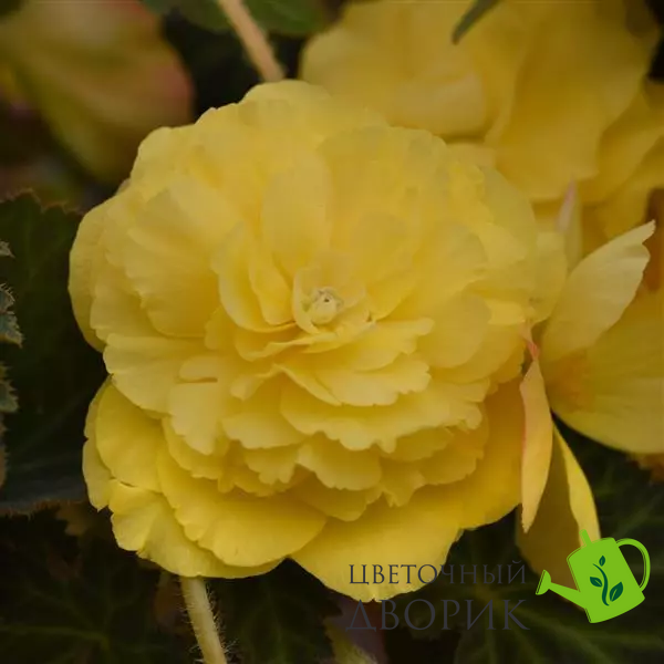 Бегония Sun Dancer Yellow SunDancerYellow фото