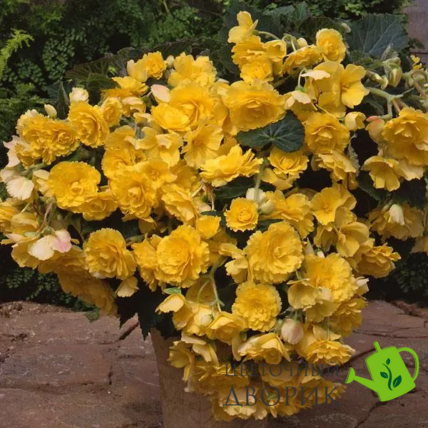 Бегония Sun Dancer Yellow SunDancerYellow фото