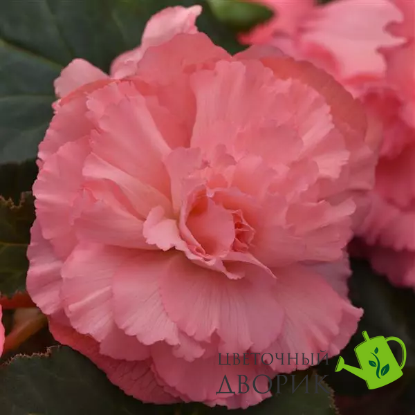Бегония Marquee Pink New2027 pro-MarqueeRuffledPink-500 фото