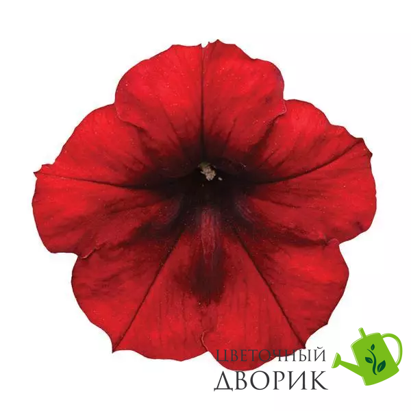 Петуния Easy Wave F1 Red Velour pro-EasyWaveRedVel-100 фото