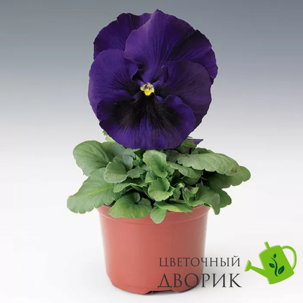 Вiола Colossus F1 Deep Blue with Blotch ColossusDeepBluewB фото