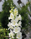 Ротики садові Twinny F1 White pro-lvizevtwif1whi-1000 фото 4