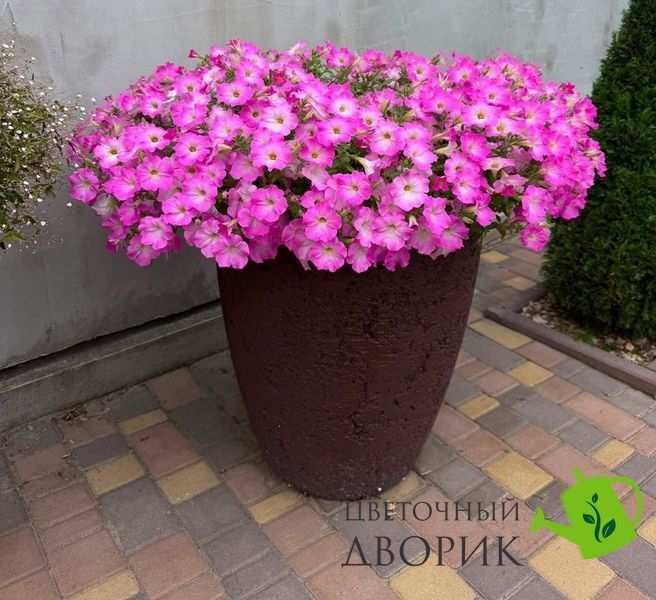 Петунія Opera Supreme F1 Pink Morn OperaSupremePinkMorn фото