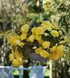 Бегония Sun Dancer Yellow SunDancerYellow фото 1