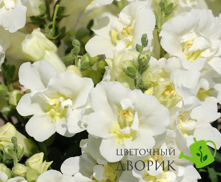 Ротики садові Twinny F1 White pro-lvizevtwif1whi-1000 фото