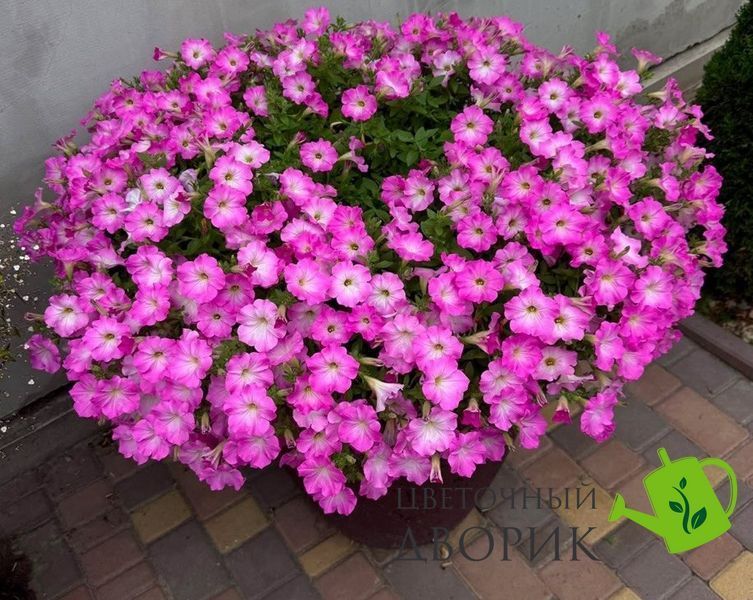 Петунія Opera Supreme F1 Pink Morn OperaSupremePinkMorn фото