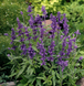 Сальвія Evolution Violet pro-EvolutionViolet-1000 фото 2