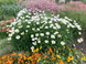 Ромашка Crazy Daisy CrazyDaisy фото 1
