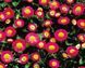 Маргаритка Galaxy Rose pro-margalros-1000 фото 1