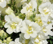 Ротики садові Twinny F1 White pro-lvizevtwif1whi-1000 фото 3