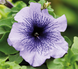 Петуния Limbo F1 Blue Veined pro-LimboBlueV-1000s фото 1