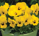 Вiола рогатая Penny F1 Yellow Blotch PennyYellowBlotch фото 2