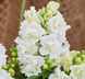 Ротики садові Twinny F1 White pro-lvizevtwif1whi-1000 фото 1
