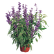 Сальвія Evolution Violet pro-EvolutionViolet-1000 фото 1