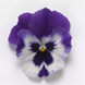 Віола Top Wave Purple White pro-TopWavePurpleWhite-100 фото 2