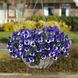 Віола Top Wave Purple White pro-TopWavePurpleWhite-100 фото 3