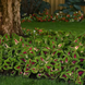 Колеус Kong JR Rose kolkonjrros-5 фото 3