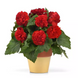 Бегонія Marquee Red New2027 MarqueeRed -5 фото 1