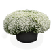 Алісум Wonderland White pro-aliswondw-1000 фото 1