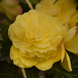 Бегония Sun Dancer Yellow SunDancerYellow фото 3